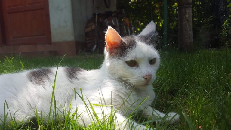 Povestea unei pisici curajoase: Cum a învins Lili toate bolile