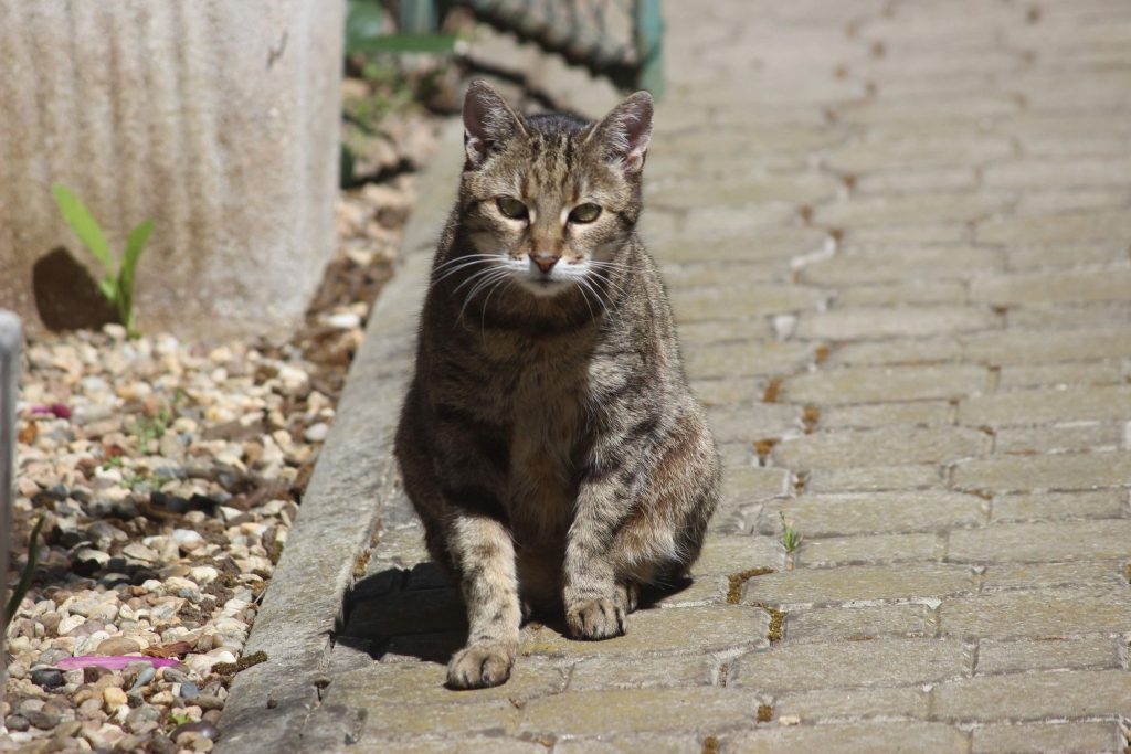 Titi, personajul principal din povestea primei mele pisici