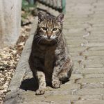 Titi, personajul principal din povestea primei mele pisici